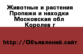 Животные и растения Пропажи и находки. Московская обл.,Королев г.